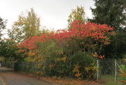 3rd Nov 2020 - More Autumn Colours