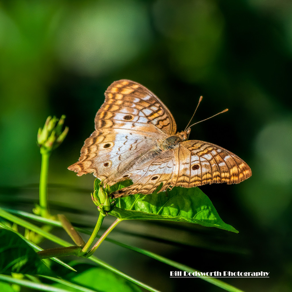 White Peacock Butterfly by photographycrazy