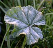 4th Nov 2020 - Frosty Leaf