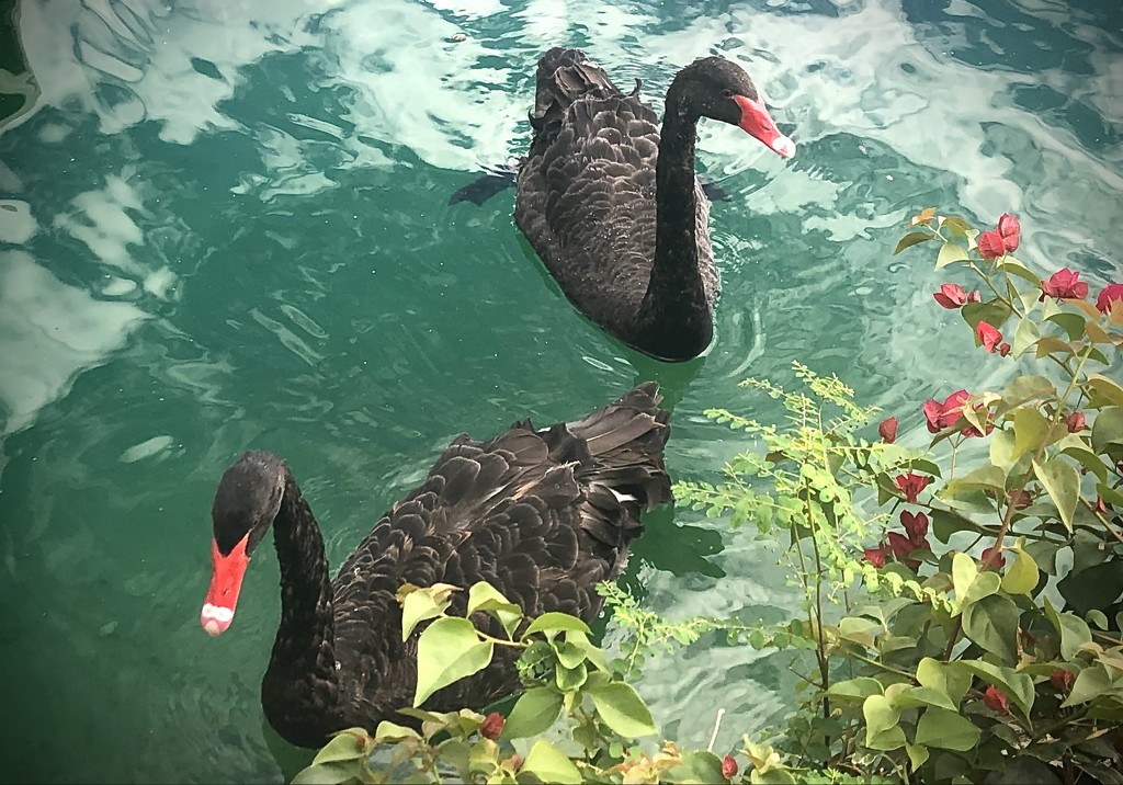 Two Black Swans by redy4et