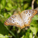 White Peacock Butterfly by falcon11