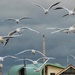 Gulls by craftymeg