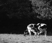 4th Nov 2020 - Siamese Cows!?