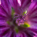Macro Bloom Stamen  by theredcamera
