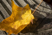4th Nov 2020 - Leaf with wood texture 