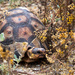 Angulate Tortoise by seacreature