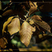 Fall Magnolia by gardencat