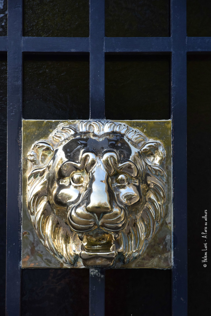 lion by parisouailleurs