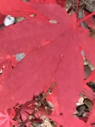 3rd Nov 2020 - Acer Autumn Leaf