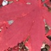 Acer Autumn Leaf by cataylor41