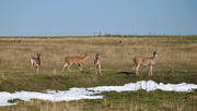 31st Oct 2020 - Whitetail Deer