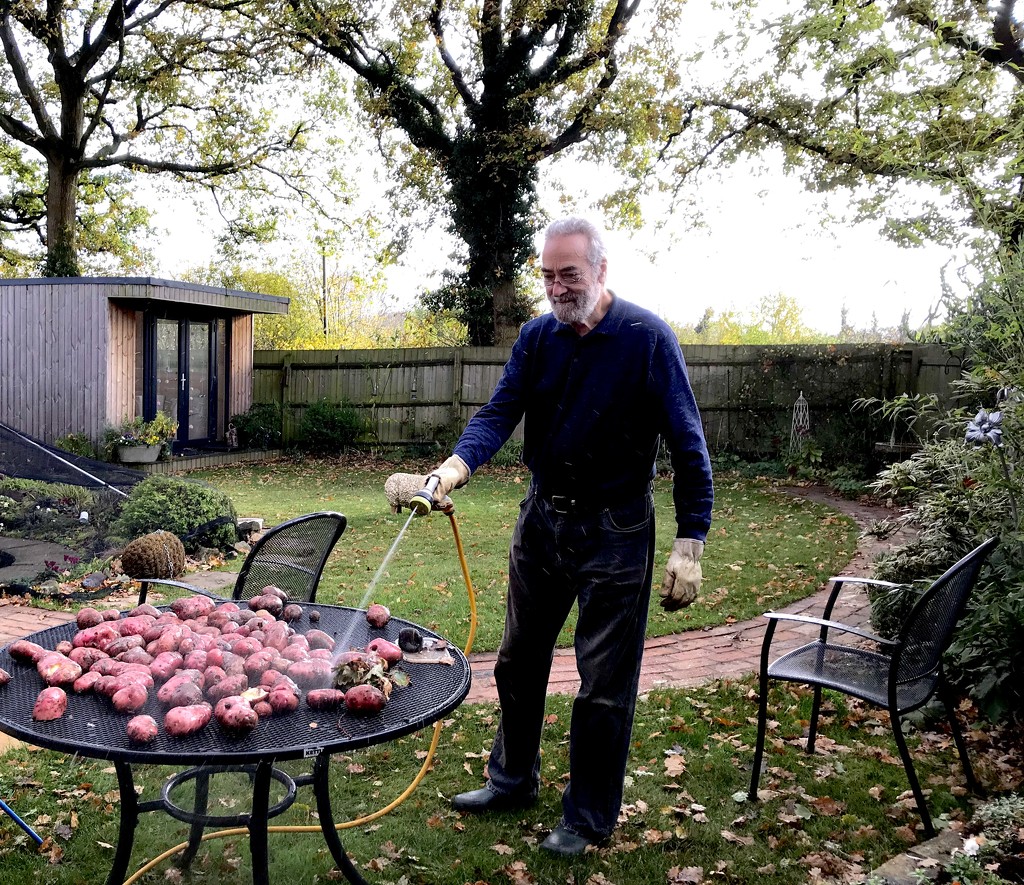 Papa perfects his potato washing technique by daffodill