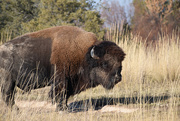 3rd Nov 2020 - Bison Bull