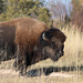 Bison Bull by bjywamer