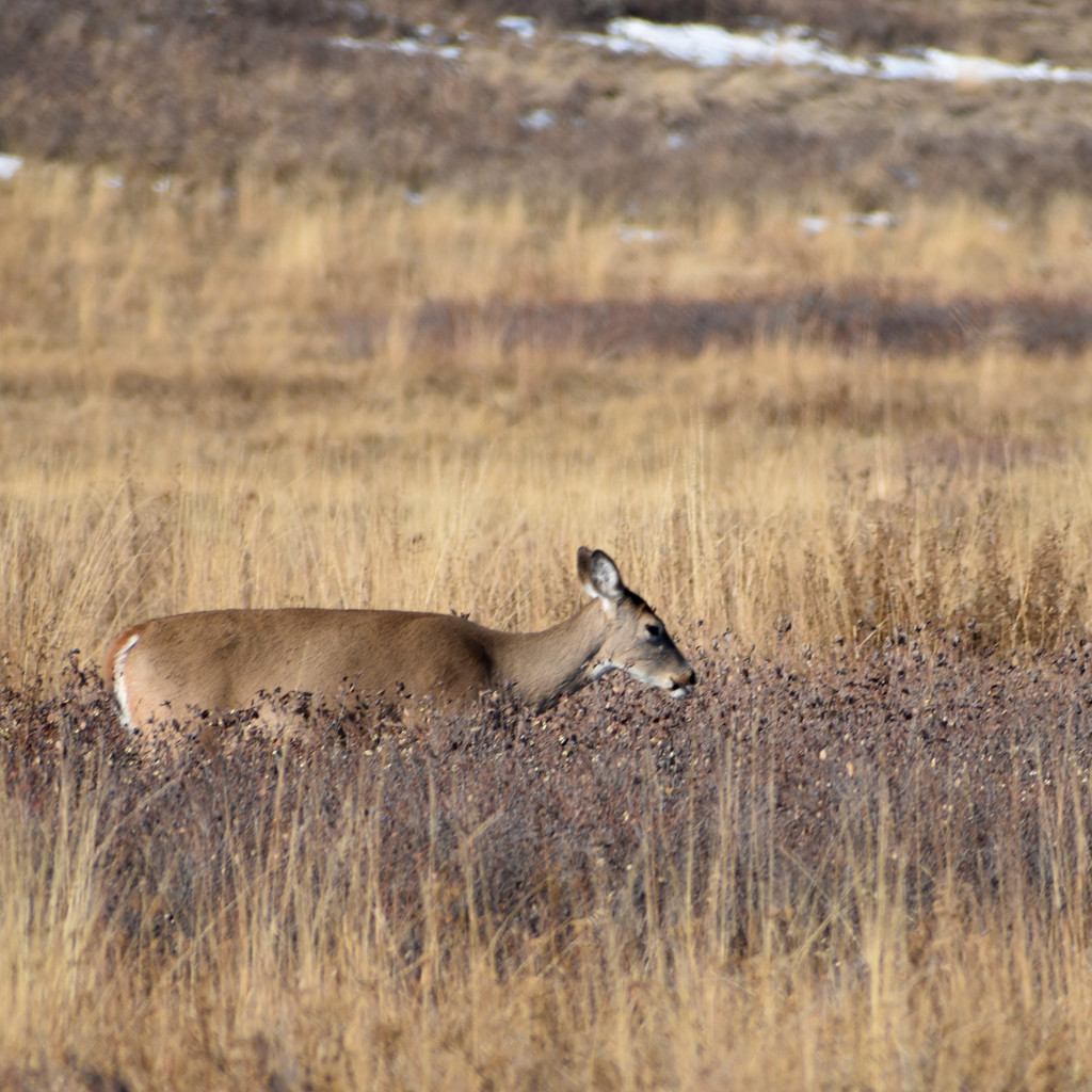 Whitetail Doe by bjywamer