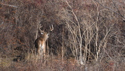 3rd Nov 2020 - And Then There Was A Buck...