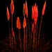 Red Reeds. by gaf005