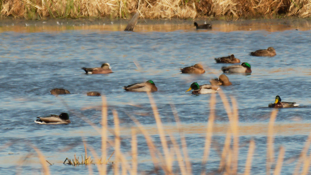 American wigeon and mostly mallards by rminer