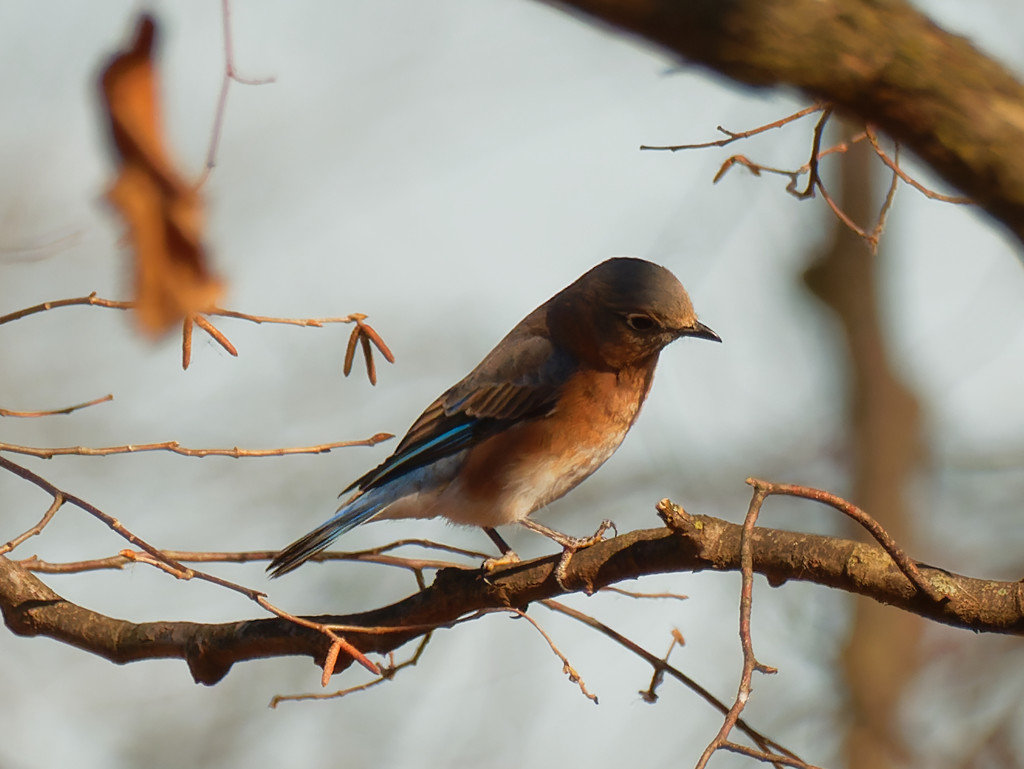 eastern bluebird in the shade by rminer