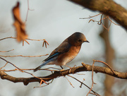 4th Nov 2020 - eastern bluebird in the shade