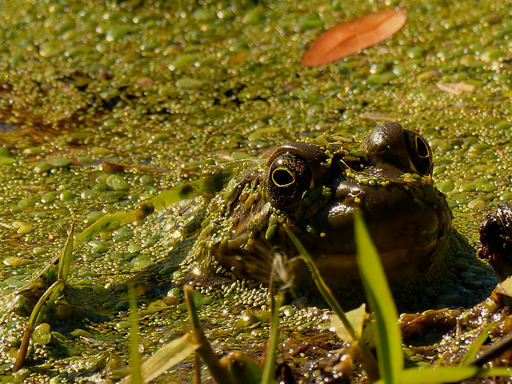 November frog by rminer