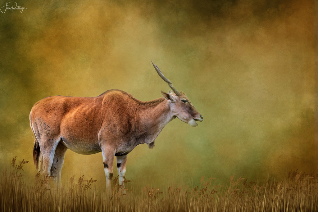 Cape Eland for Textures by jgpittenger