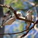 Kookaburras. by sugarmuser