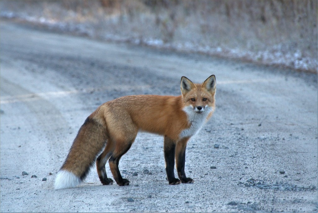 Mr. Fox by radiogirl