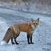 Mr. Fox by radiogirl