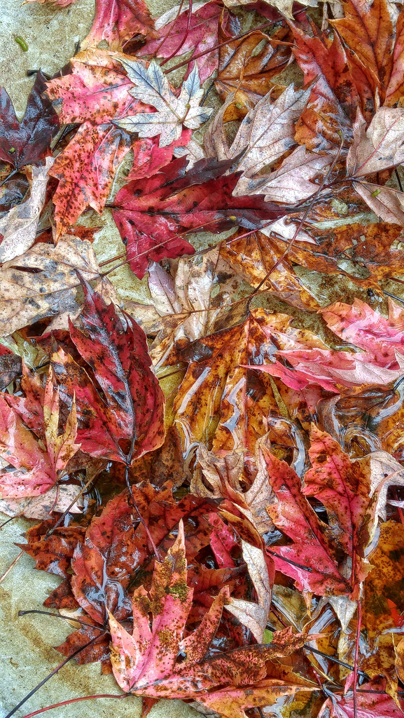 Fallen leaves in the birdbath... by marlboromaam