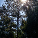 Carolina pines and sunshine... by marlboromaam