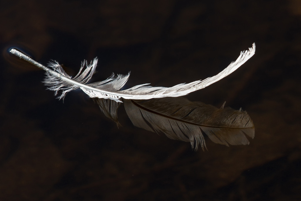 Feather Floating By by farmreporter