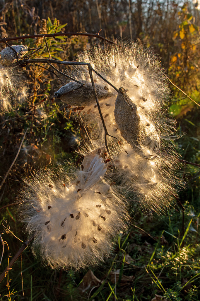 Milkweed Glowing from the Last Light by farmreporter