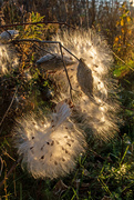 31st Oct 2020 - Milkweed Glowing from the Last Light