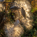 Milkweed Glowing from the Last Light by farmreporter