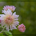 Chrysanthemum by lstasel