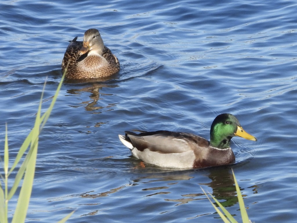 Pair of ducks by amyk