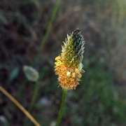 2nd Nov 2020 - Unknown - probably a weed...