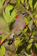 3rd Nov 2020 - Cedar Waxwing