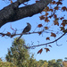Mockingbird in autumn by homeschoolmom