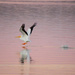Pelican at Dusk by kareenking
