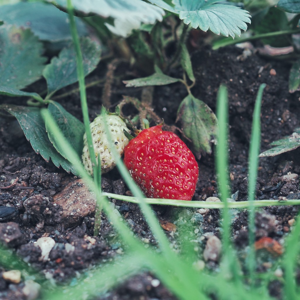 Strawberries by monikozi