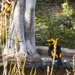regent bower bird by koalagardens