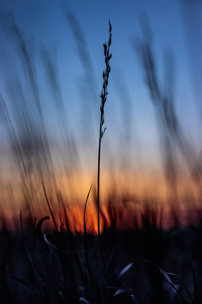 sunset grasses by aecasey
