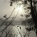 A beautiful misty morning across the lake by 365anne
