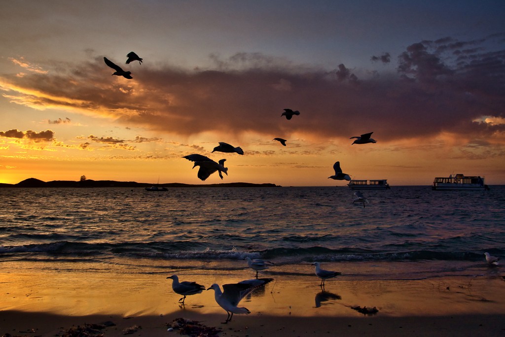 Seagulls At Sunset DSC_2909 by merrelyn