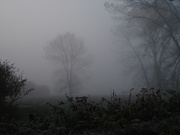 5th Nov 2020 - Fog and Frost