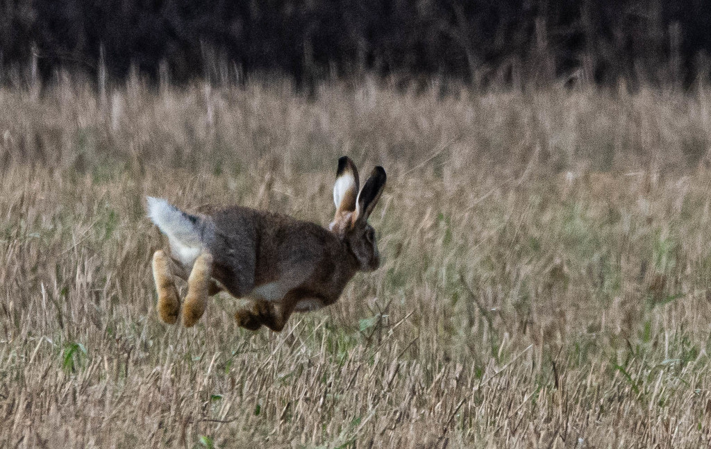 Hare in flight by stevejacob