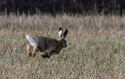 5th Nov 2020 - Hare in flight