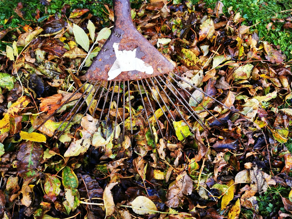 Raking leaves  by plainjaneandnononsense